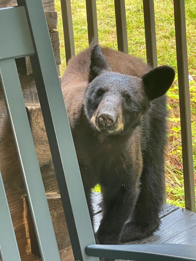A black bear on the porch, the reason for the name · © Bears Among Us