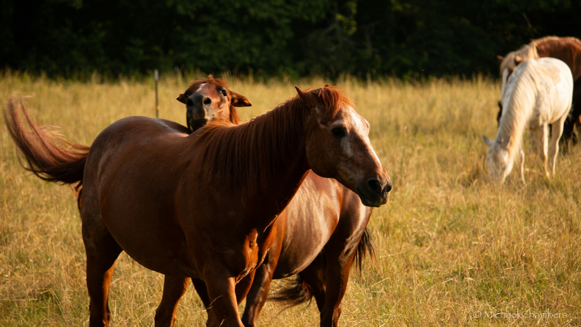 Horses grazing in a Cades Cove field