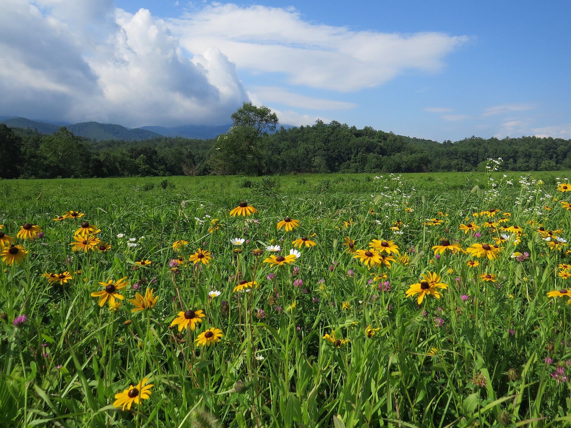 Black-eyed Susans in a Cades Cove meadow in July
