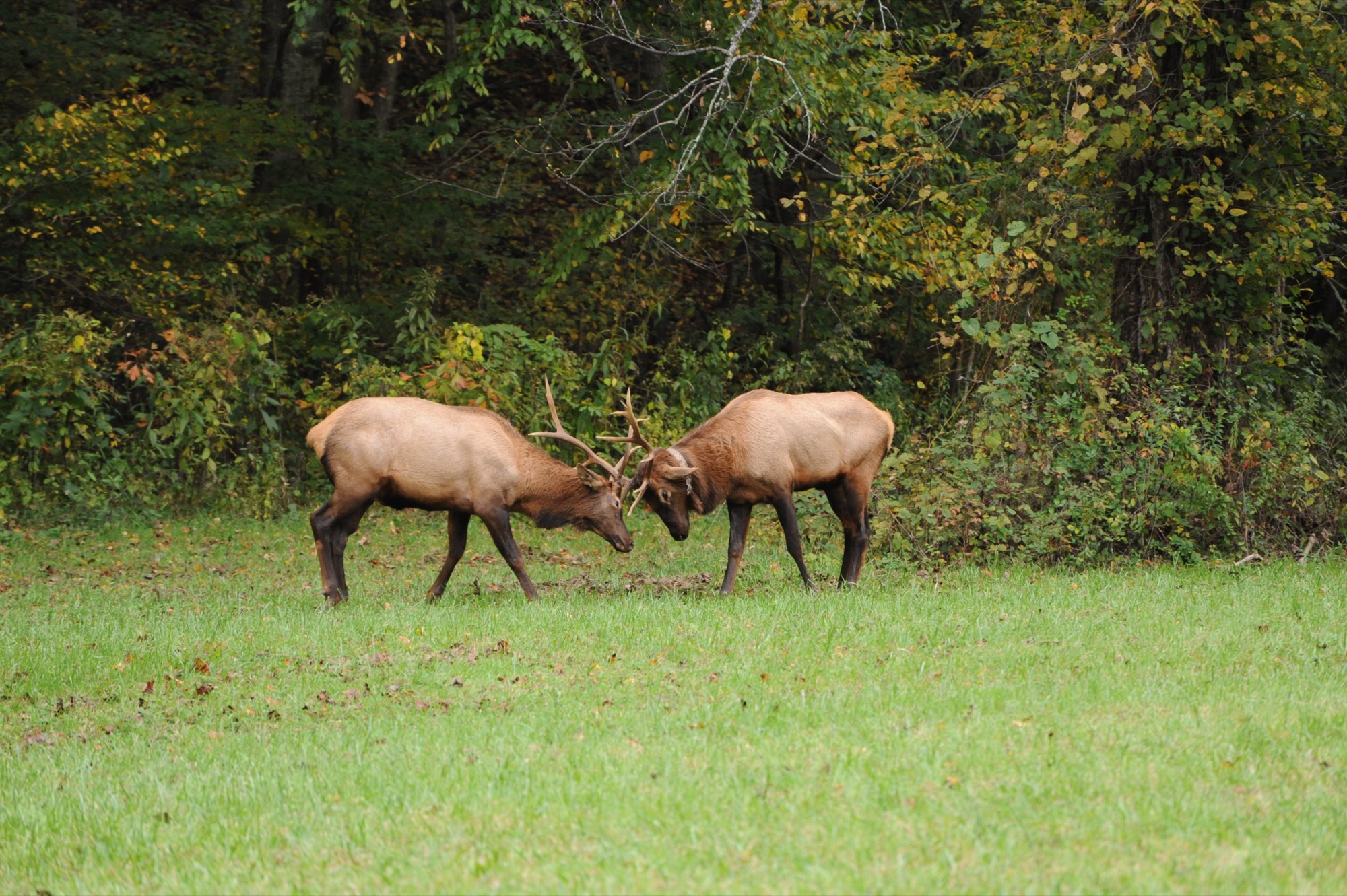 Two bull elk sparring in October on the Oconaluftee side of the park