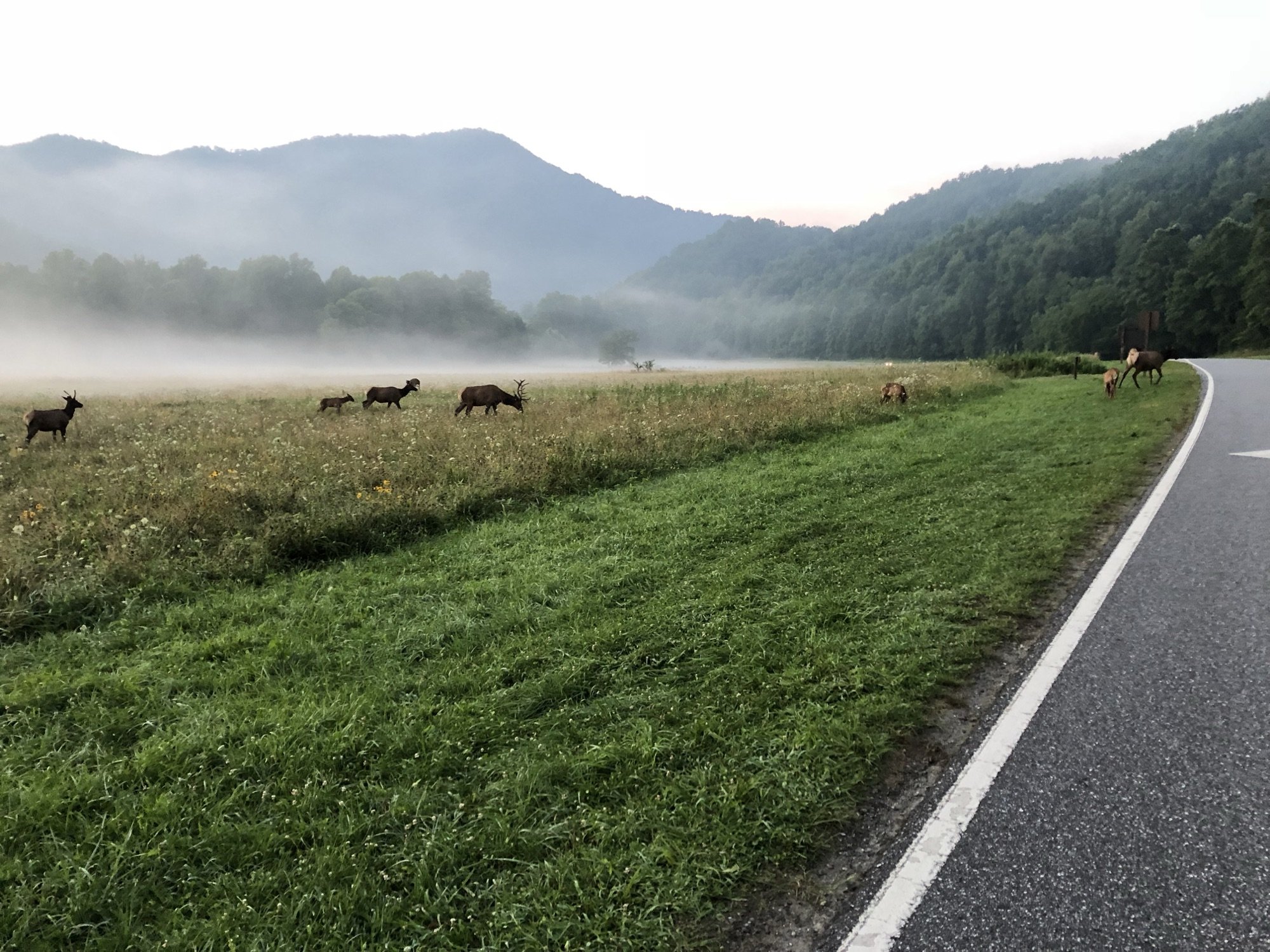 Elk grazing in a misty field beside the road near Oconaluftee Visitor Center