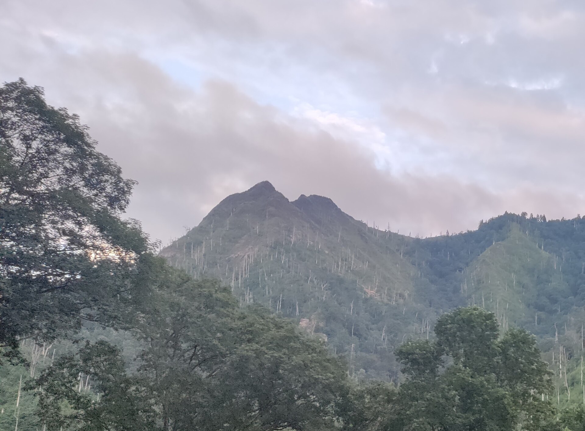 The pinnacles in 2024, green regrowth among the pale dead trunks