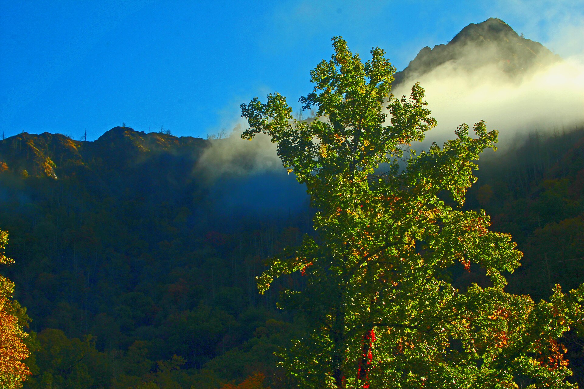 A Chimney Tops peak above a bank of cloud in October