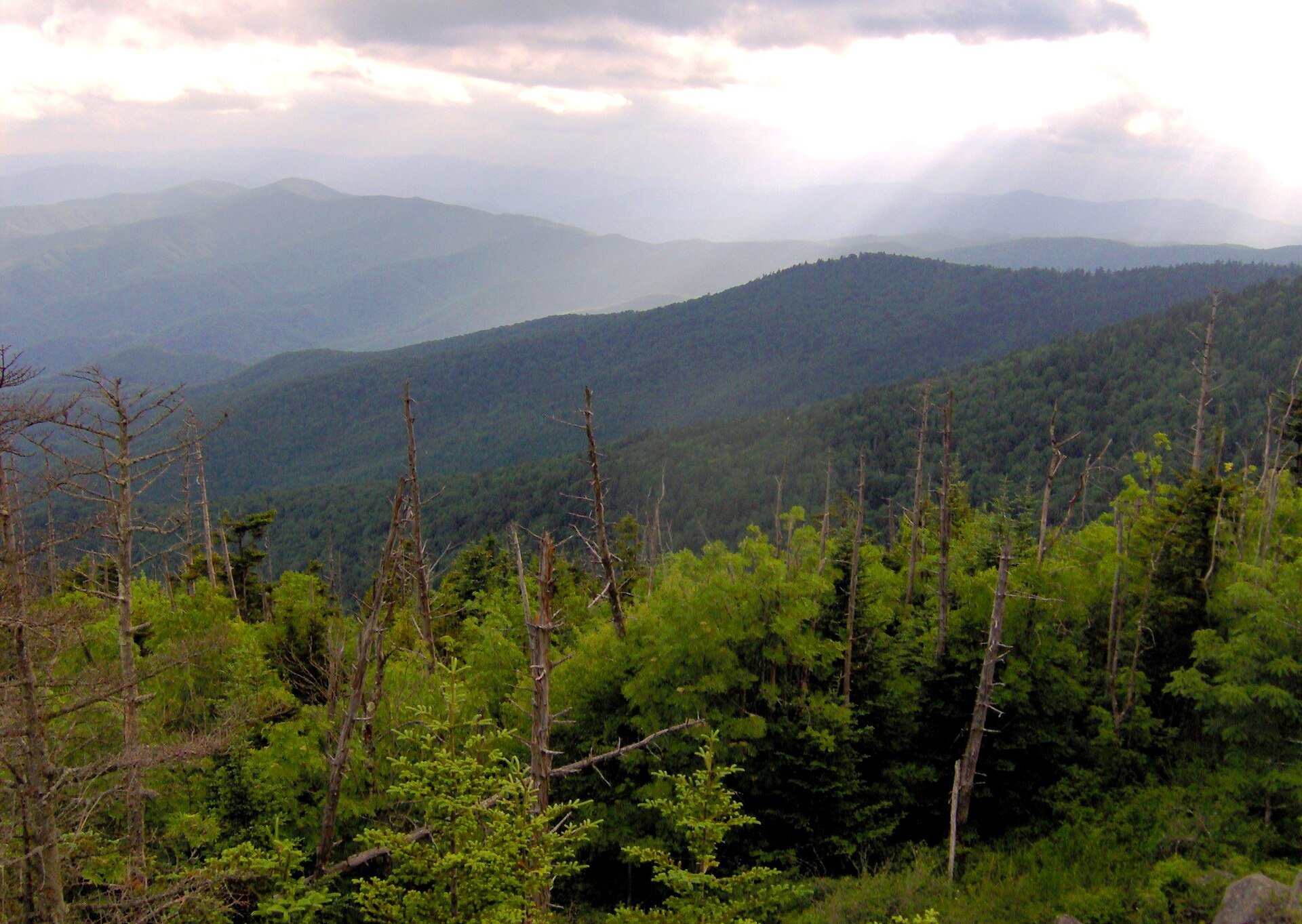 Looking southwest over the ridges, with bare dead trees in the foreground