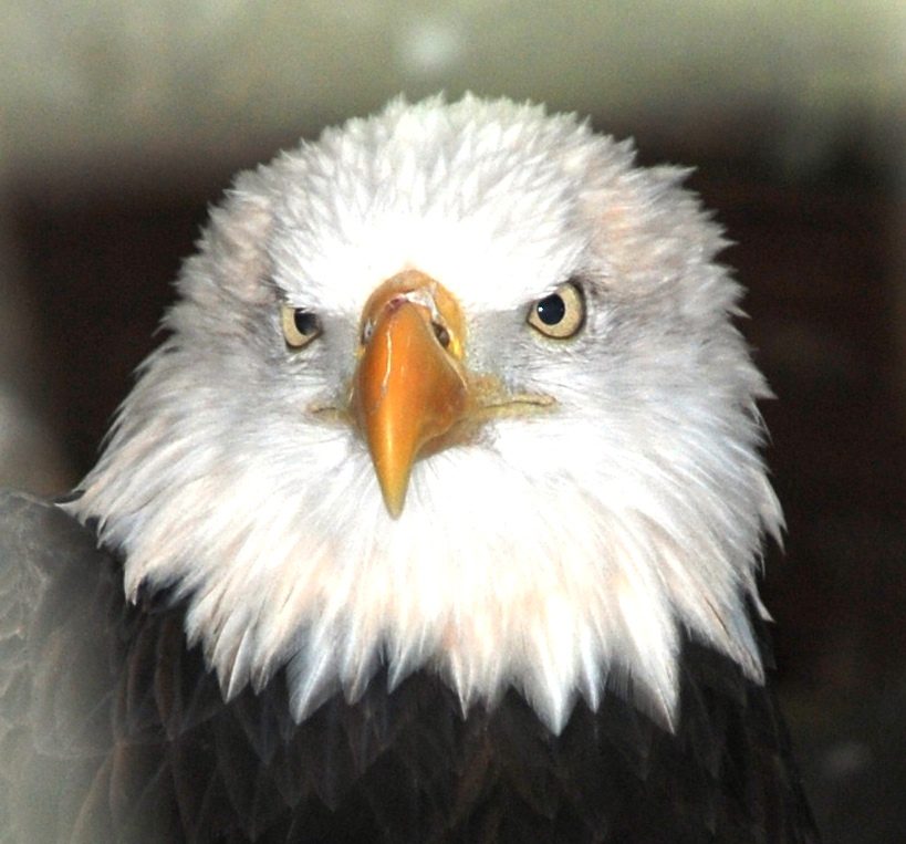 A non-releasable bald eagle at Dollywood
