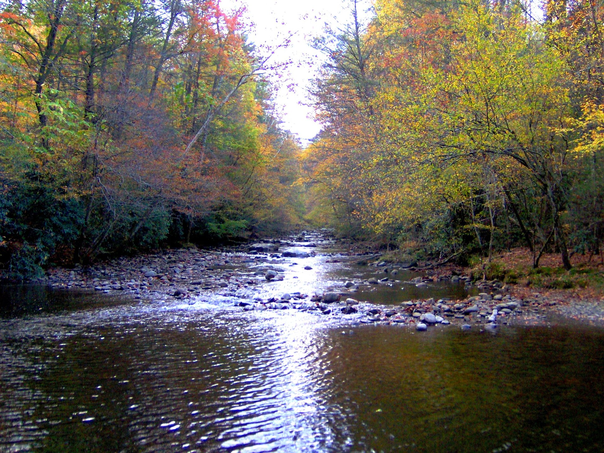 The Little River at Elkmont in autumn