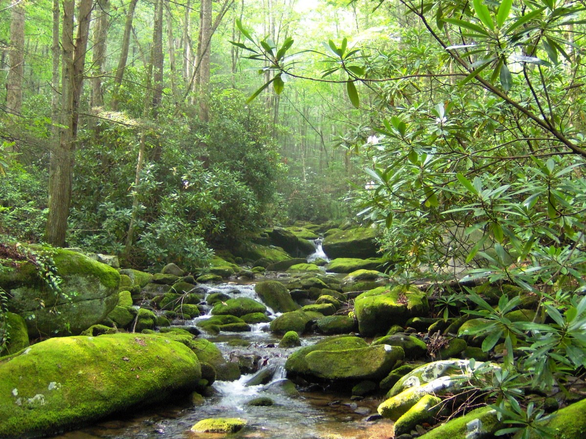 Jakes Creek, which meets the Little River at Elkmont