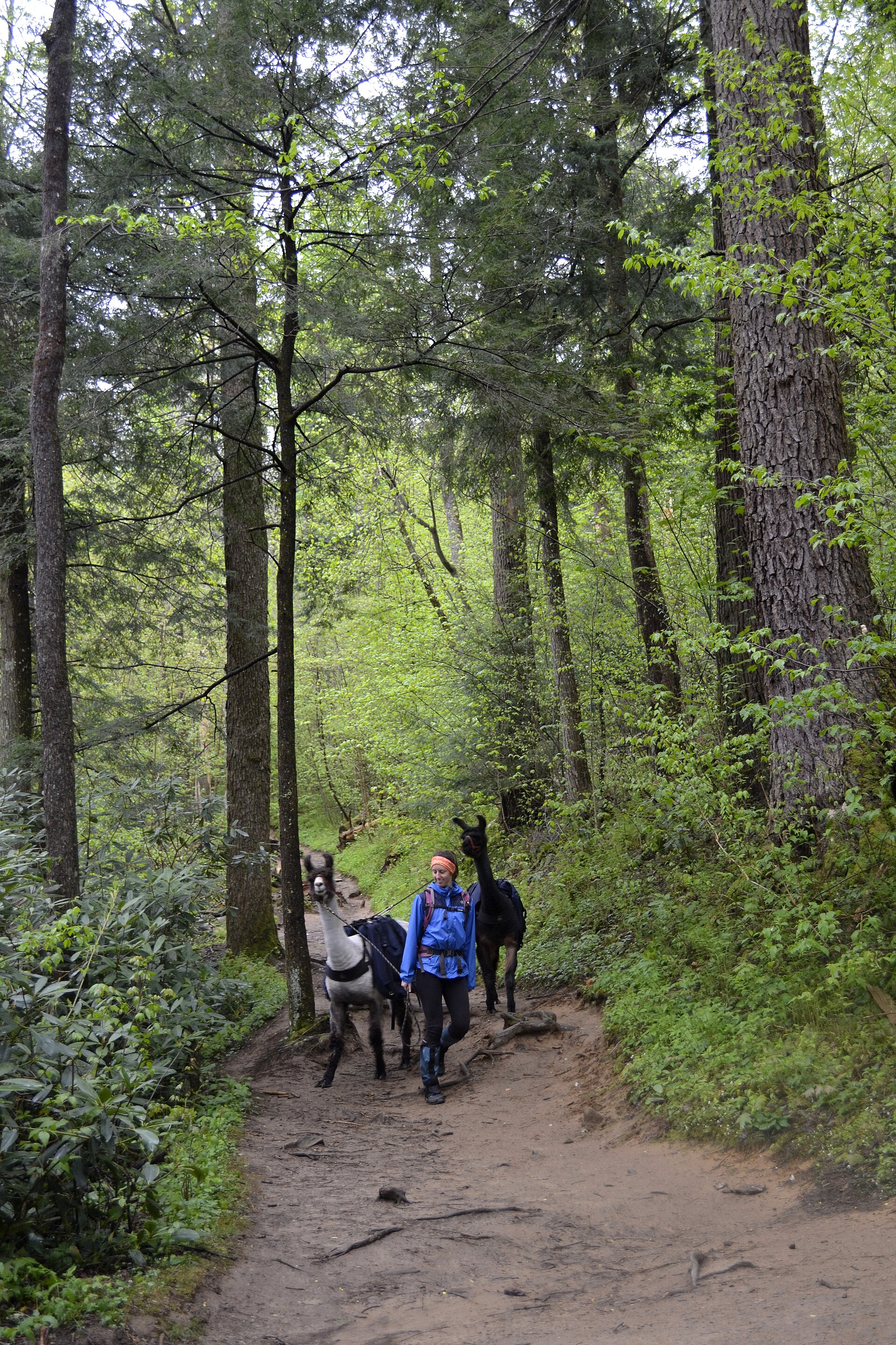 A llama pack train on the Trillium Gap Trail, bound for LeConte Lodge