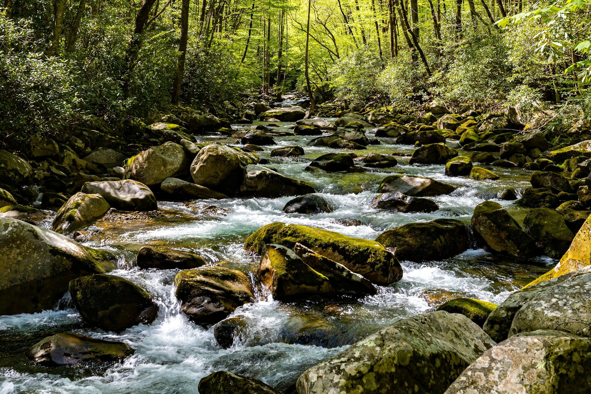 A boulder-strewn stream under hardwoods in Great Smoky Mountains National Park