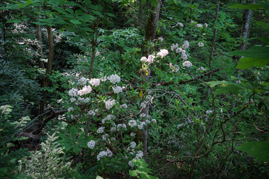 Mountain laurel in bloom in the surrounding woods · © Lil' Smoky Studio