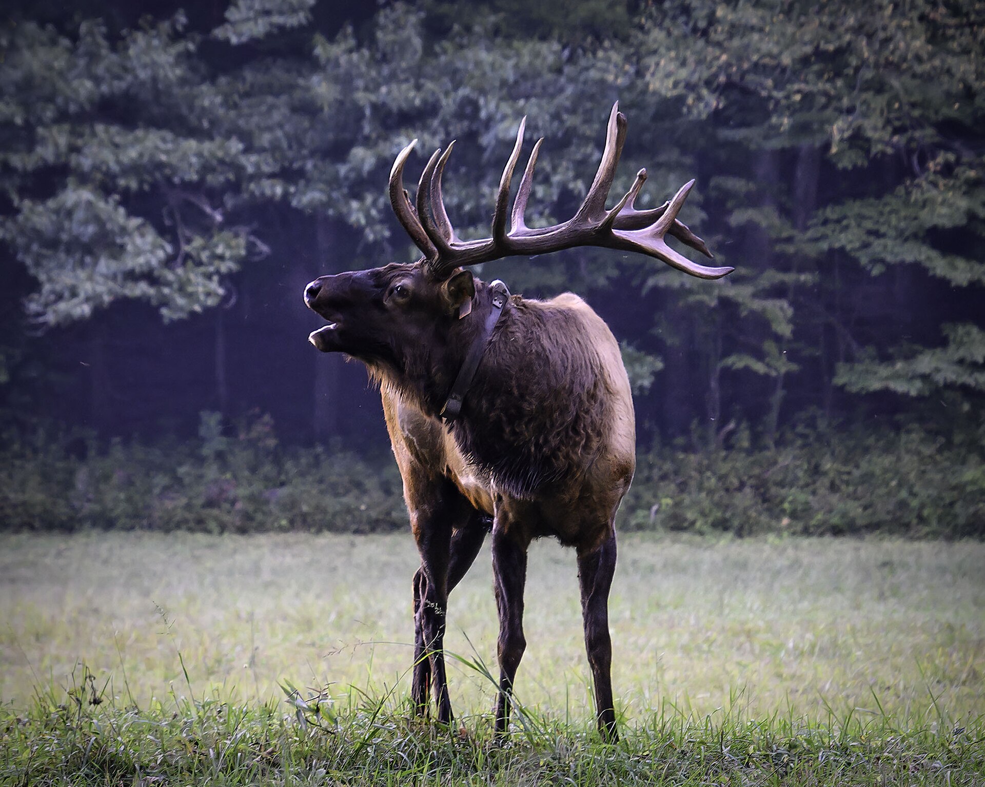 A bull elk calling in a Cataloochee Valley field during the September rut
