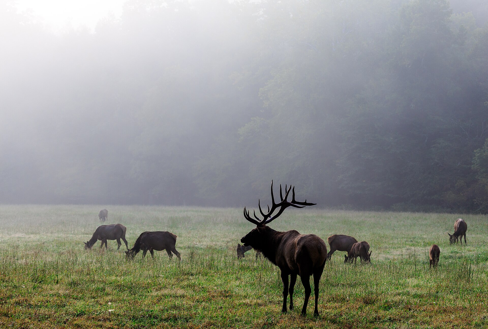 A bull elk stands among grazing cows in a misty Cataloochee Valley field