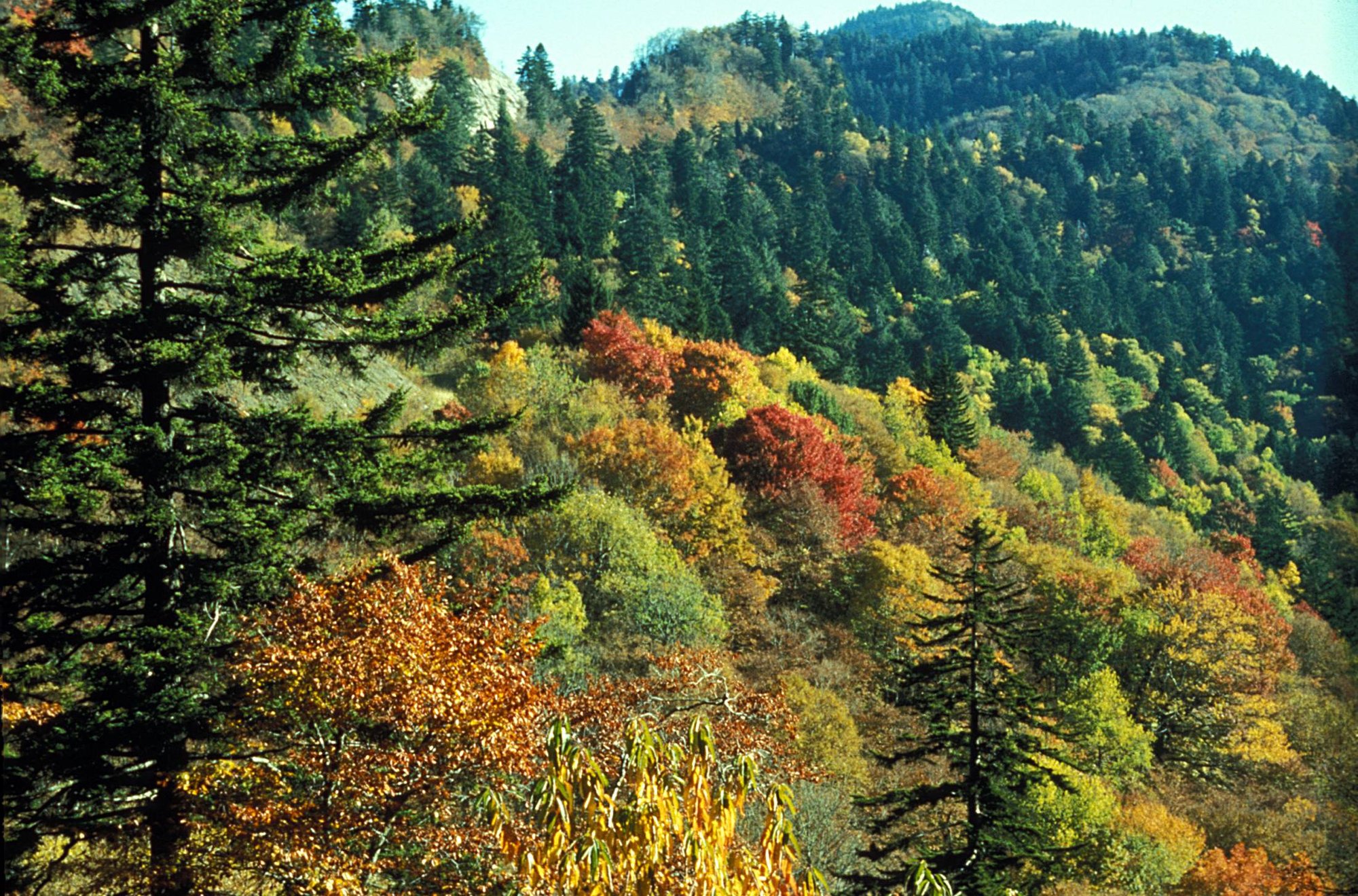 Autumn hardwoods below the darker spruce-fir forest near the gap