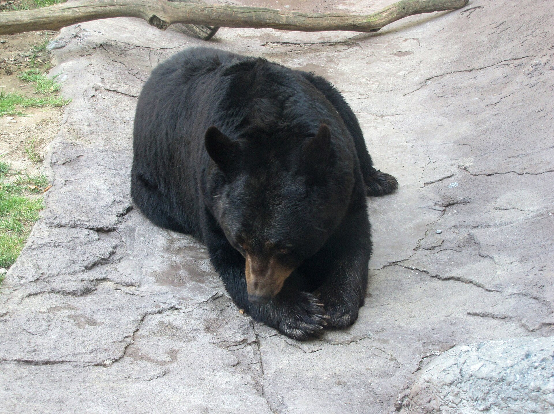 A black bear resting in the Wildlife Habitat