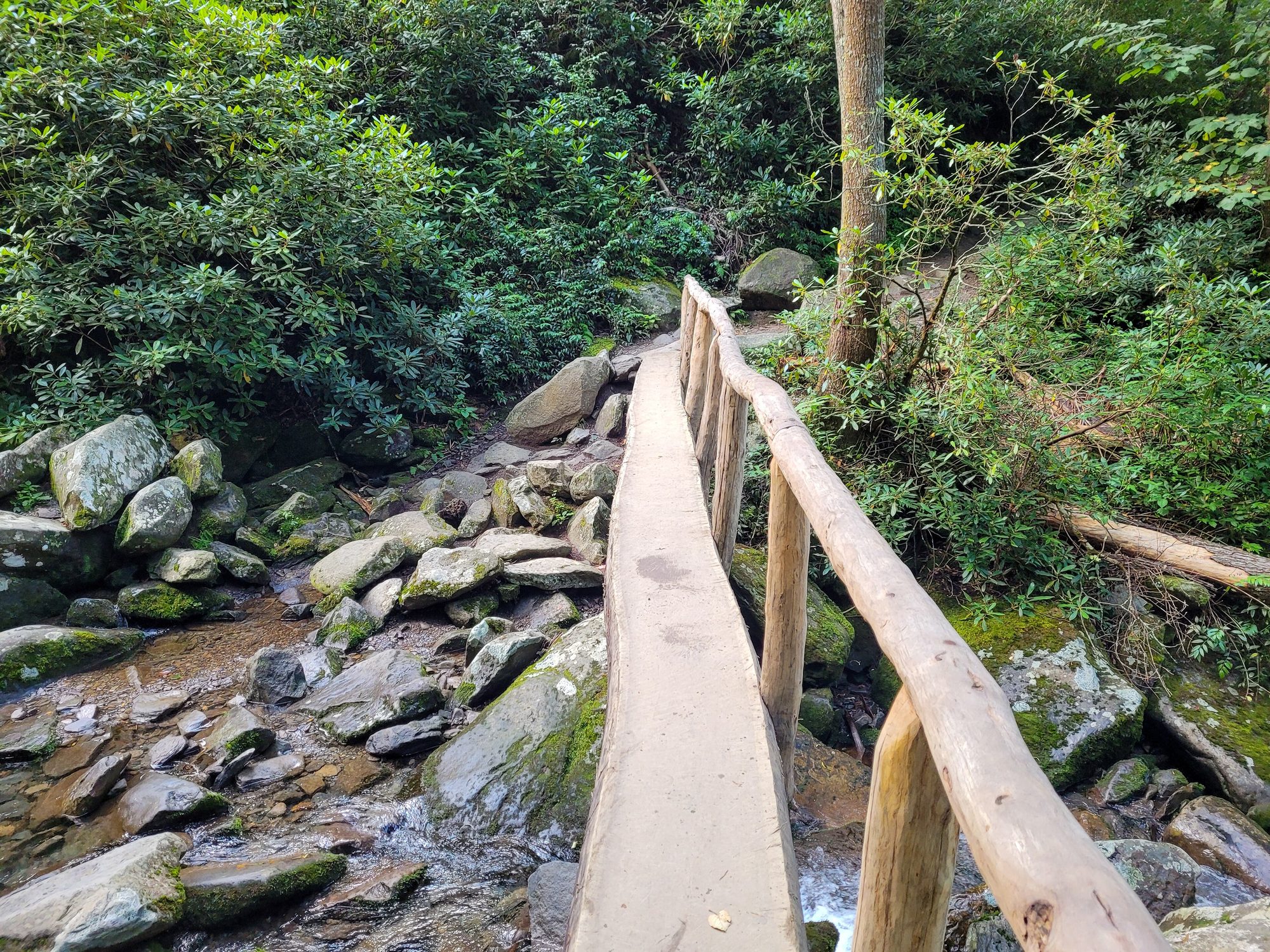 One of the log footbridges over LeConte Creek