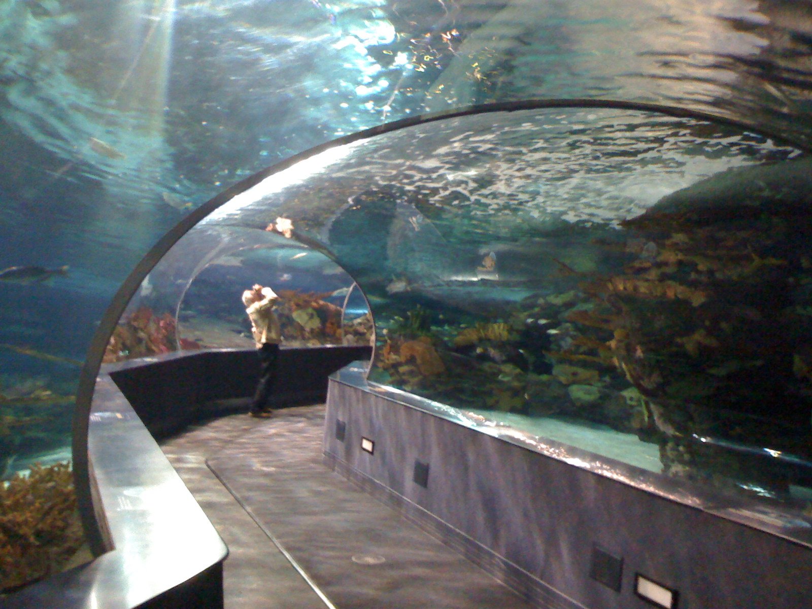 The acrylic tunnel through the shark tank, photographed in 2008