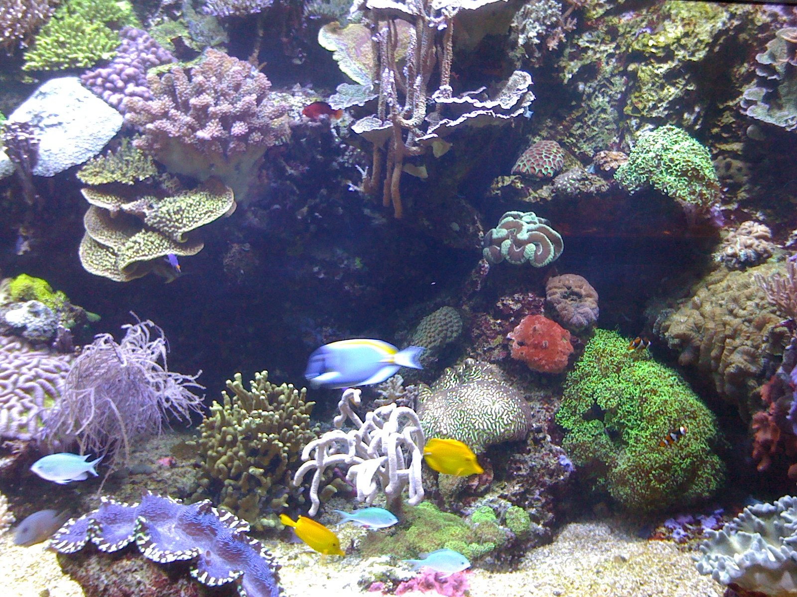 A reef tank of corals and tropical fish, photographed in 2008