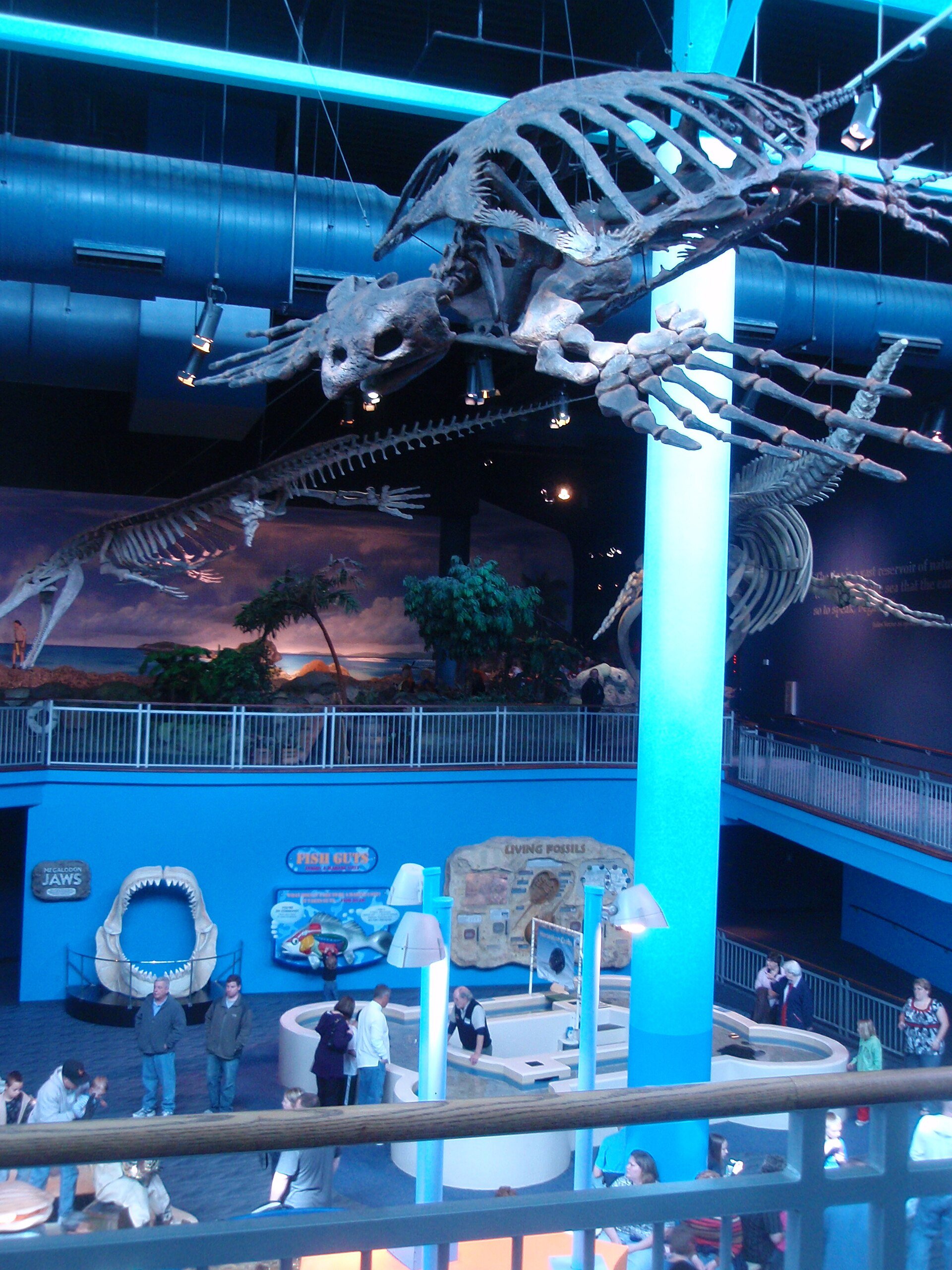 Fossil marine-reptile skeletons above the lower floor, photographed in 2009