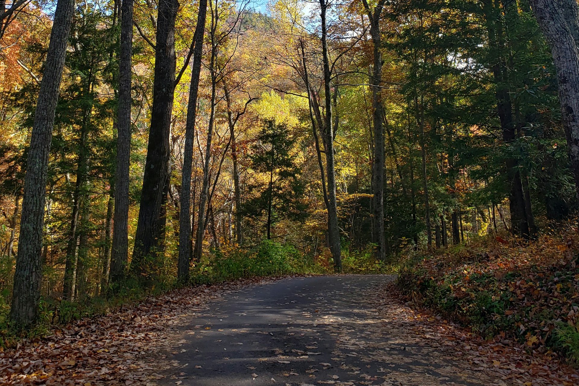 Fall color over the single-lane road on the Roaring Fork Motor Nature Trail