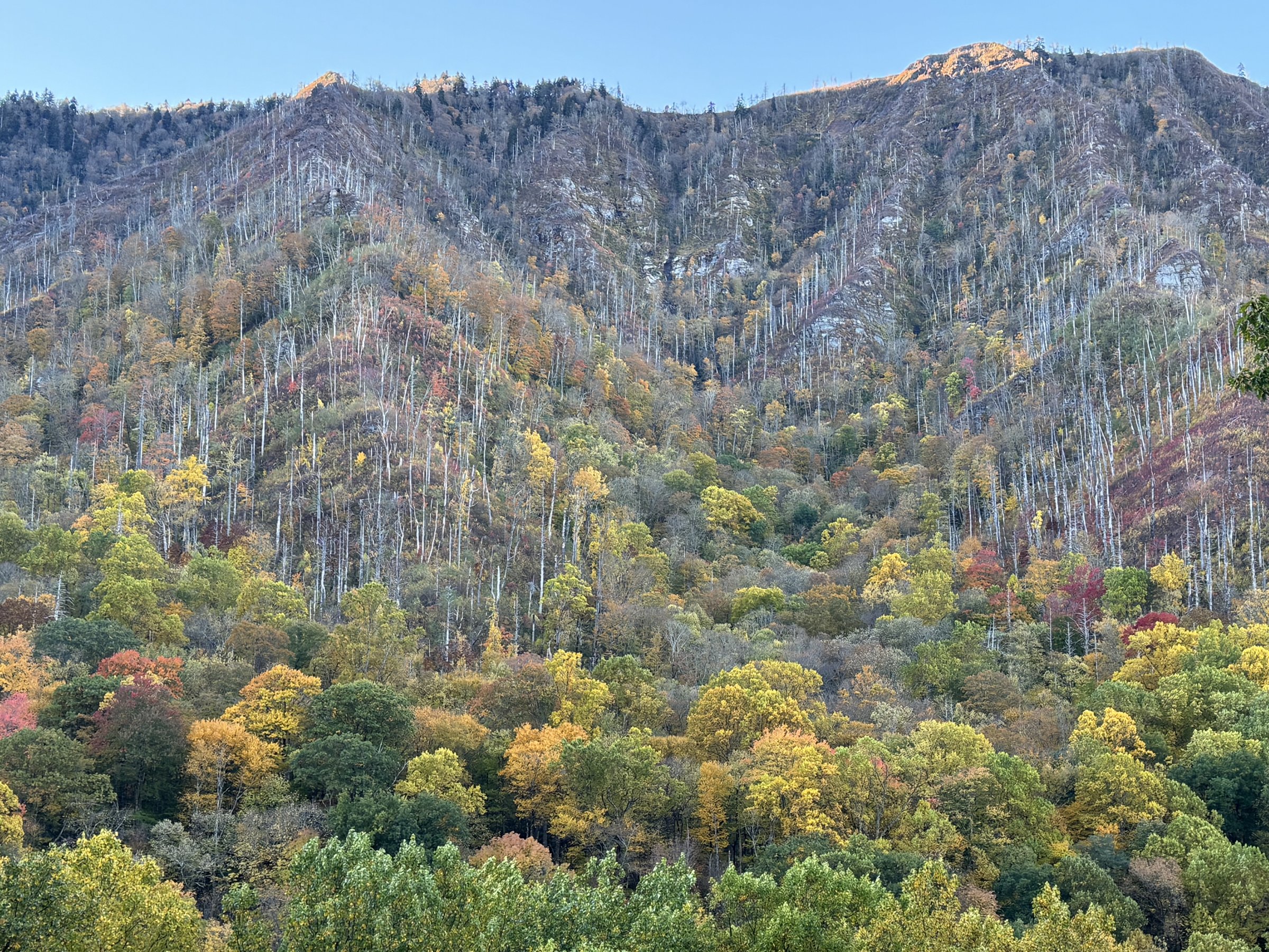 October colour on the slopes above Newfound Gap Road