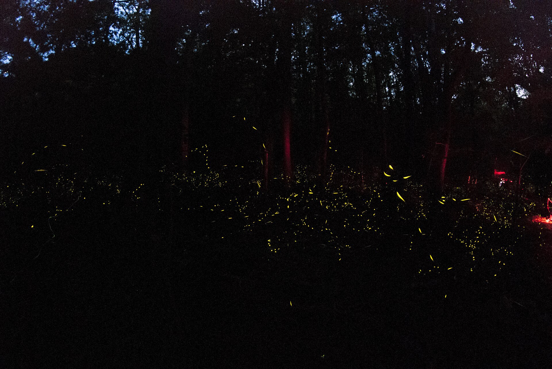 The display at Elkmont, with red-filtered lights glowing in the trees