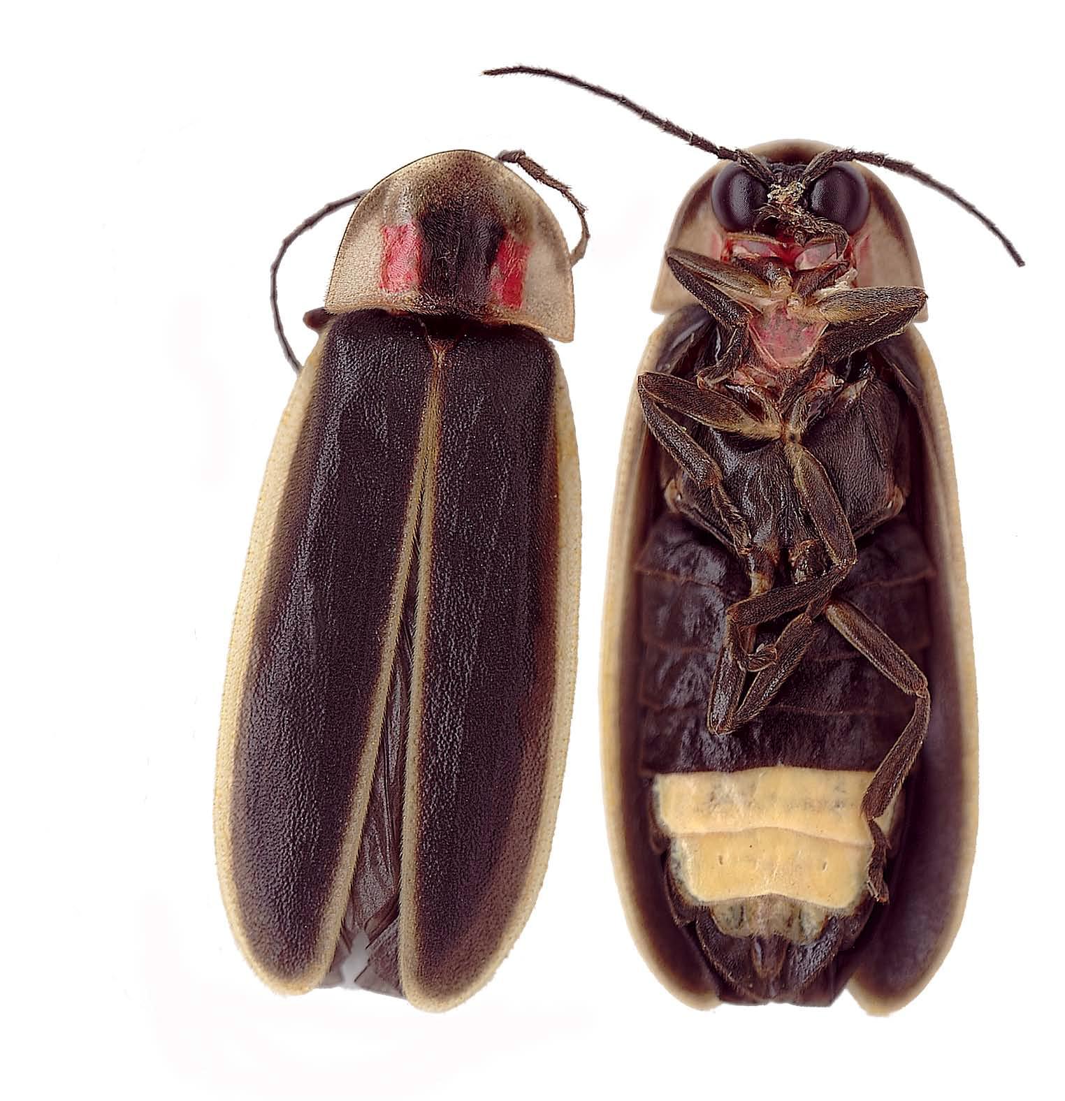Photinus carolinus: the pale lantern under the abdomen makes the light