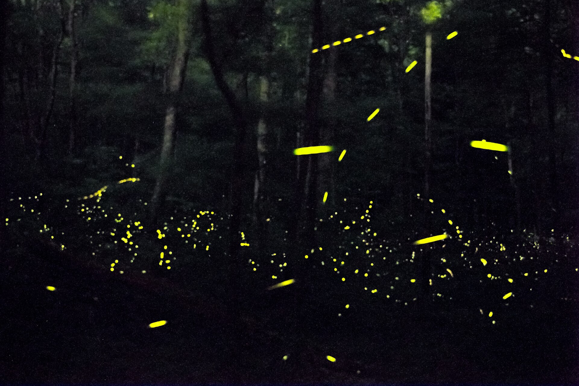 Synchronous fireflies flashing low over the forest floor in the Smokies