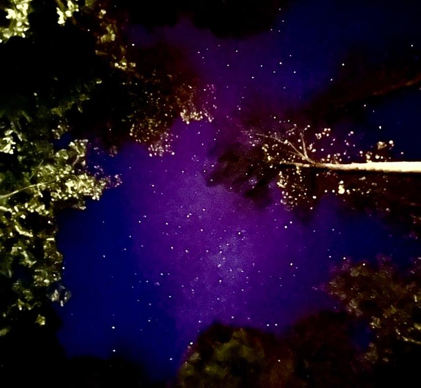 The night sky through the trees above the property · © The Drake Cabin in The Forest