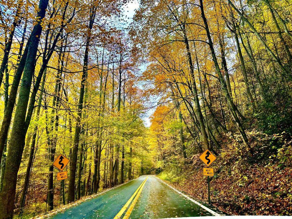 The winding forest road that climbs toward the cabin in fall · © The Raven