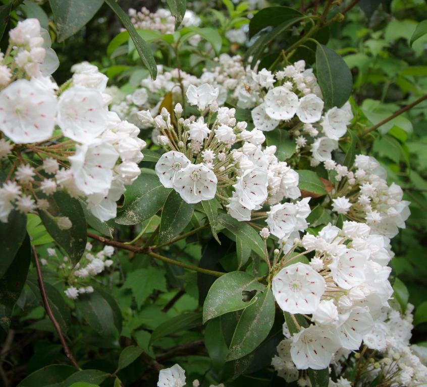 Mountain laurel in bloom in the spring woods · © Trail Head