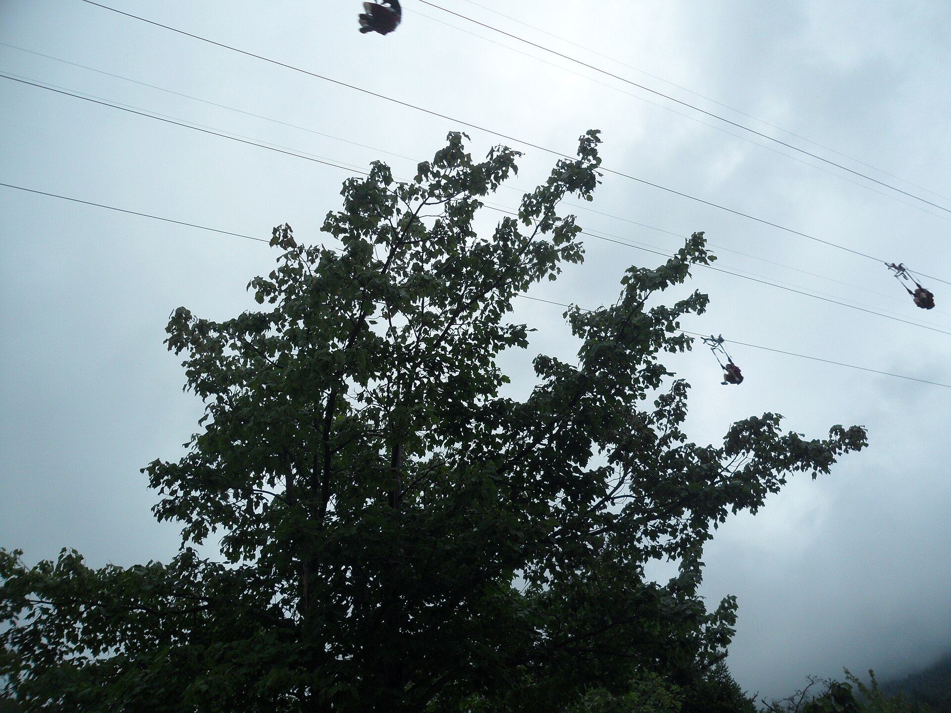Riders side by side on parallel cables at Wildcat Mountain, New Hampshire